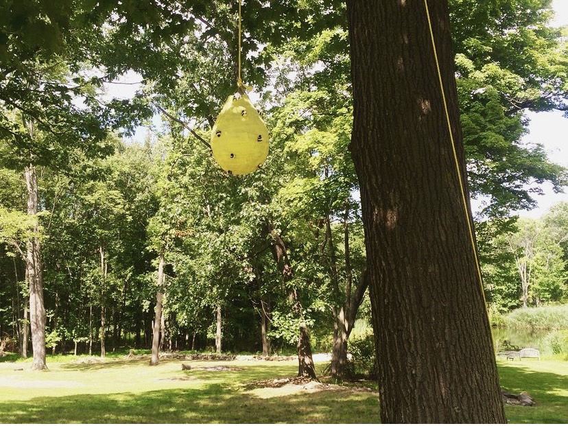 DIY beehive piñata hanging from tree, Winnie the Pooh birthday party