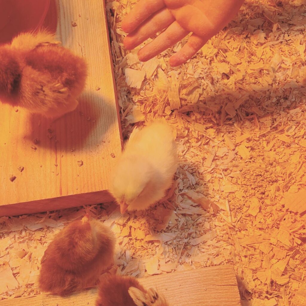 baby chicks under heat lamp