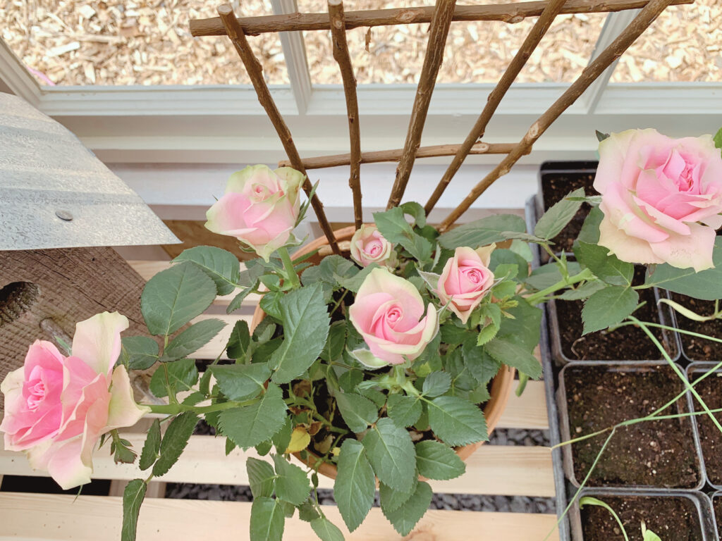 roses in greenhouse