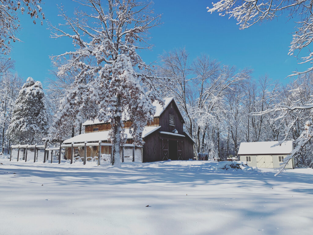 beautiful barn scene in snow with trees